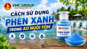 cach-su-dung-phen-xanh-trong-ao-nuoi-tom