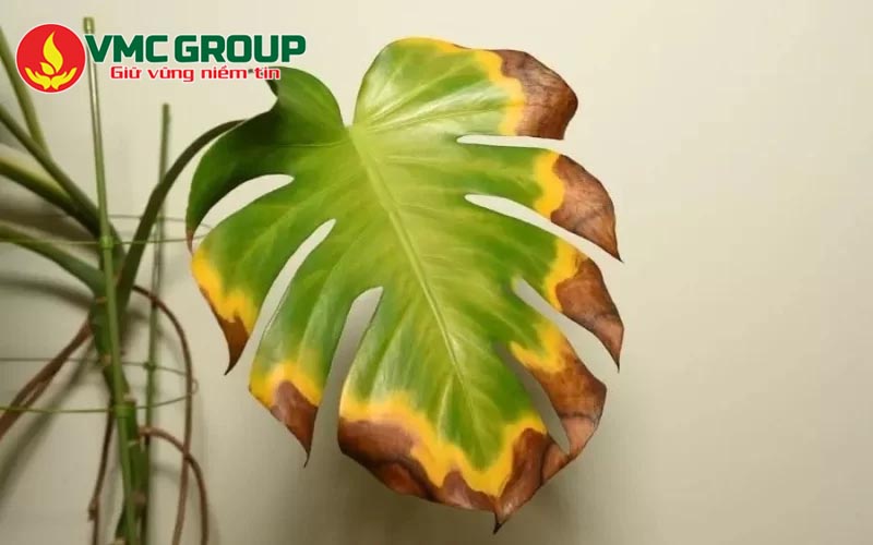 Nước bể bơi chưa xử lý có thể làm cháy lá Nước bể bơi chưa xử lý có thể làm cháy lá