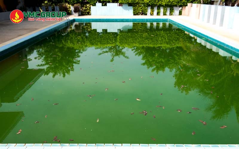 Nước hồ bơi bị xanh do sự phát triển của rêu tảo Nước hồ bơi bị xanh do sự phát triển của rêu tảo