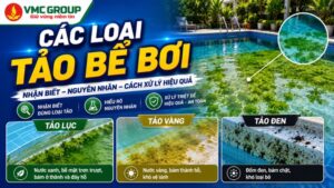 cac-loai-tao-be-boi