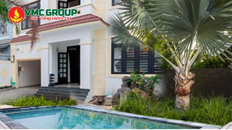 Cây kè bạc trồng cạnh hồ bơi Cây kè bạc trồng cạnh hồ bơi