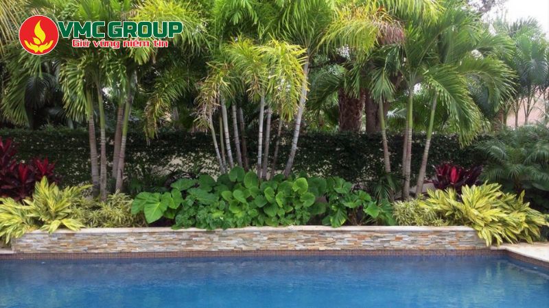 Dừa cảnh nâng tầm cảnh quan hồ bơi Dừa cảnh nâng tầm cảnh quan hồ bơi