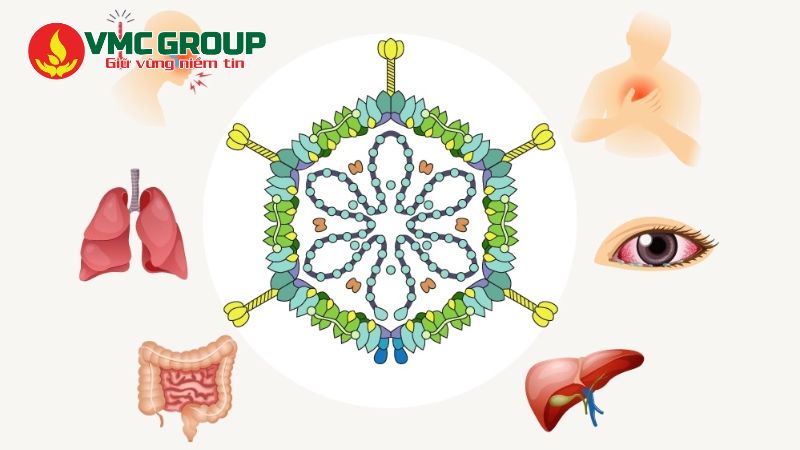 Virus Adenovirus có khả năng gây ra các bệnh về sốt viêm họng, kết mạc Virus Adenovirus có khả năng gây ra các bệnh về sốt viêm họng, kết mạc