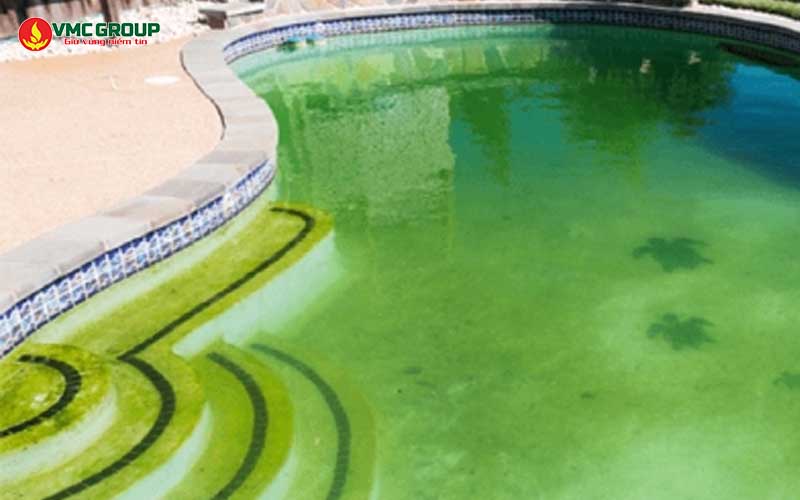 Tảo phát triển mạnh trong bể bơi