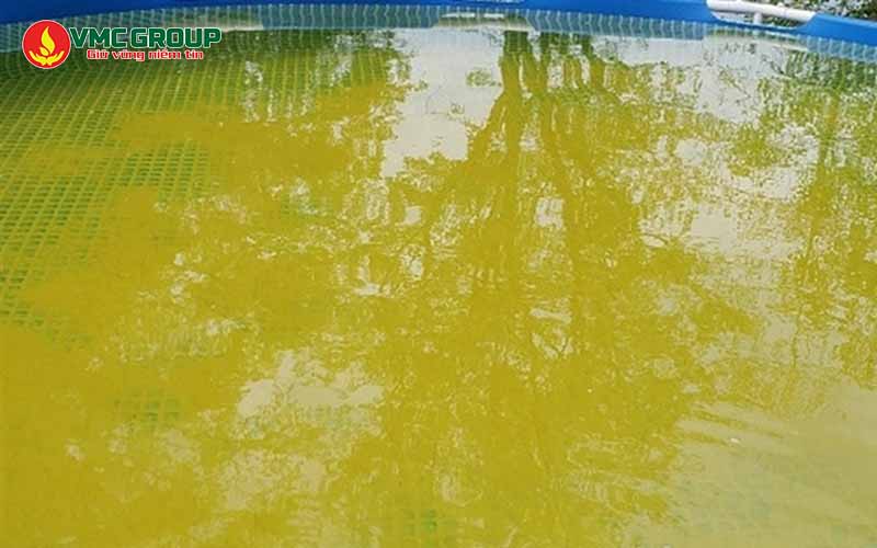 Bể bơi có tảo vàng